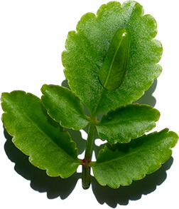 Hydra essentiel